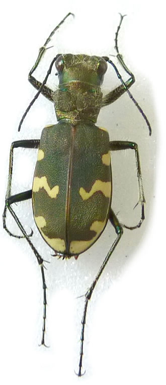 Cicindela hybrida 