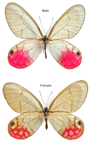 Cithaerias aurora