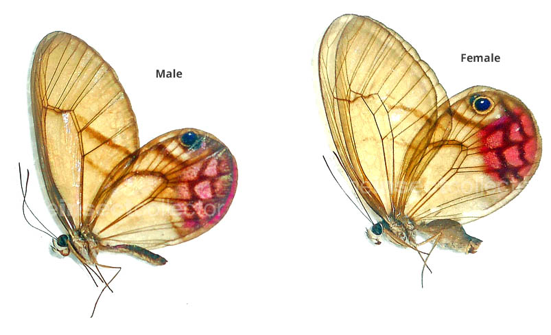 Cithaerias pyritosa