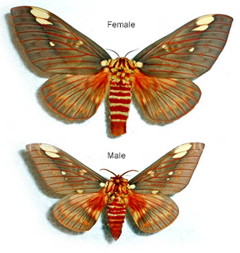 Citheronia belodonon