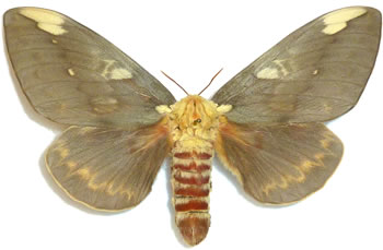 Citheronia guayaquila