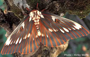 Citheronia splendens 