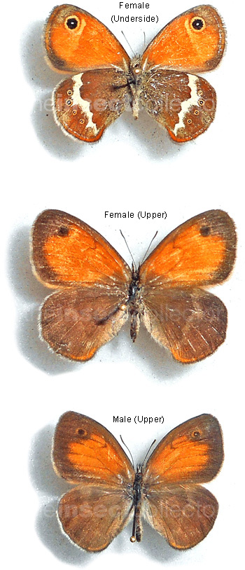 Coenonympha arcanioides 