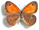 Coenonympha arcanioides 