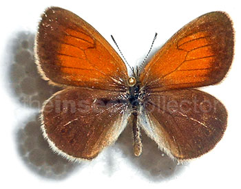 Coenonympha darwiniana