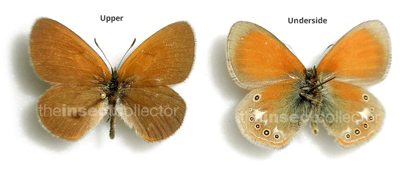 Coenonympha glycerion