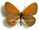 Coenonympha glycerion