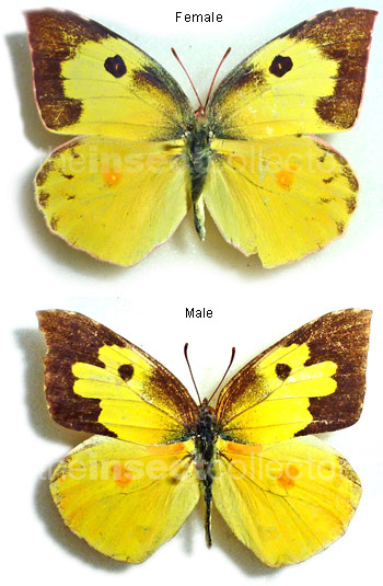 Colias(Zerene) cesonia 