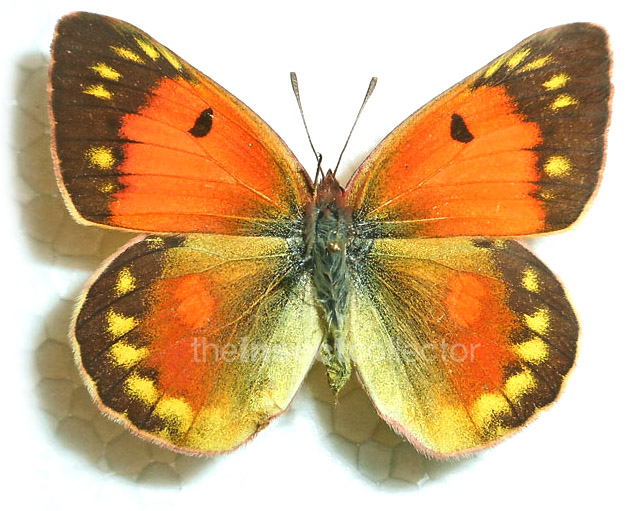 Colias (caucasica)