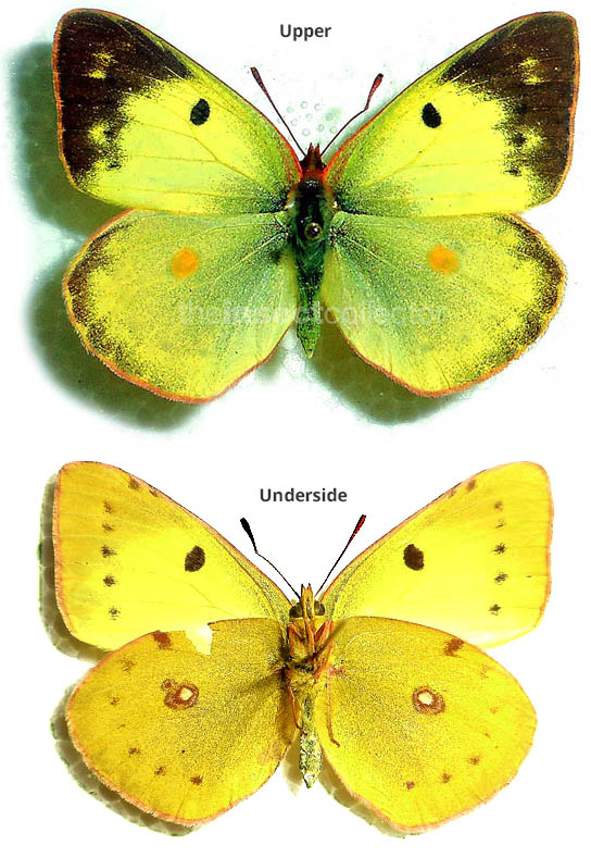 Colias alfacariensis