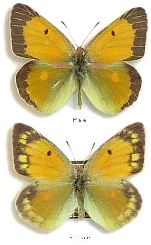 Colias aurorina