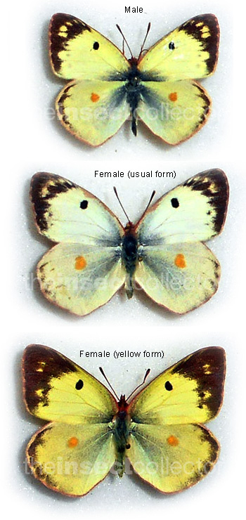 Colias australis 