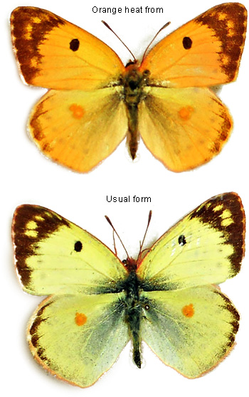 Colias hyale