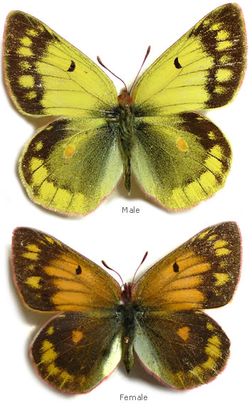 Colias berylla