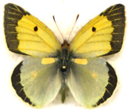 Colias chlorocoma