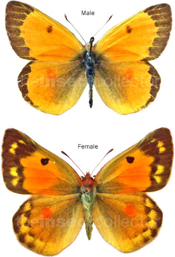 Colias chrysotheme