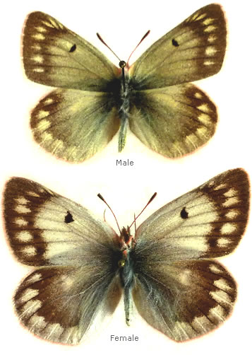 Colias cocandica