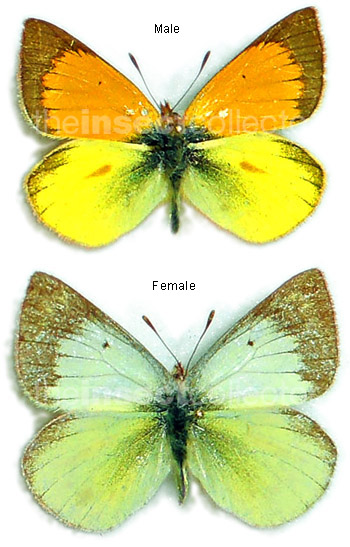 Colias dimera