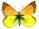 Colias dimera