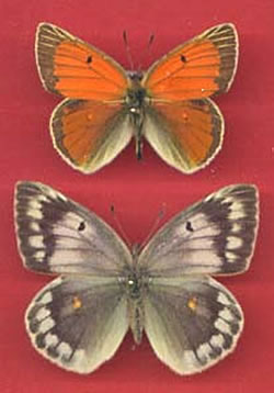 Colias diva