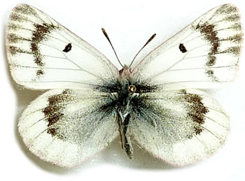 Colias elwesi (=thrasibulus) 