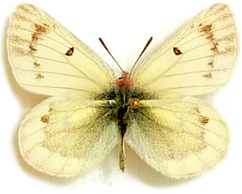 Colias elwesi (=thrasibulus) 