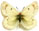 Colias elwesi (=thrasibulus) 