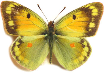 Colias erschoffi 