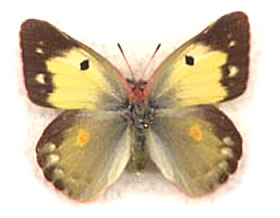 Colias fieldi x erate 