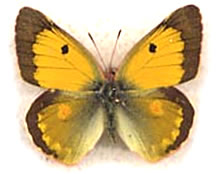 Colias fieldi x erate 