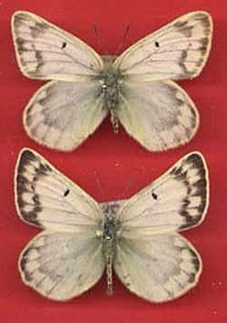 Colias grumi