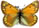 Colias hecla