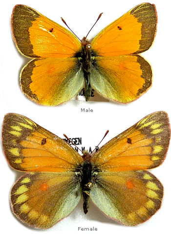 Colias hecla