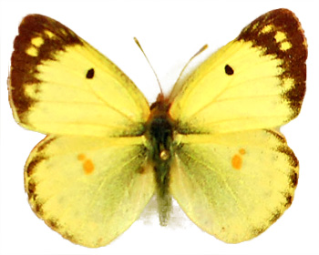 Colias hyale