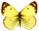 Colias hyale