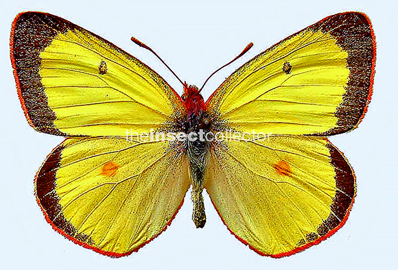 Colias interior