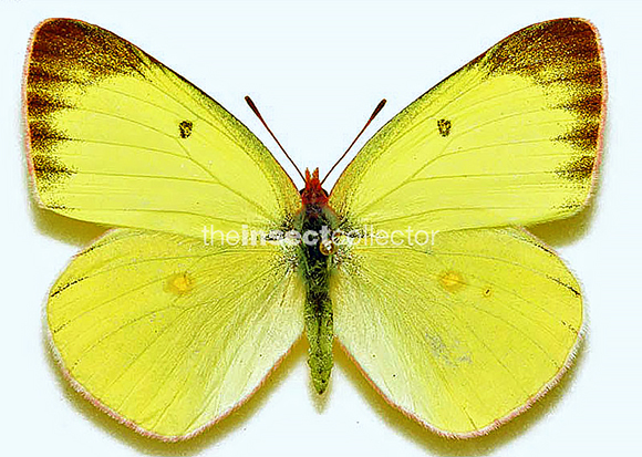 Colias interior