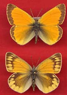 Colias lada