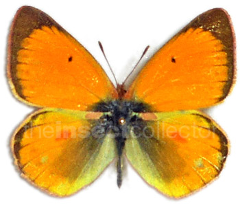 Colias lesbia 