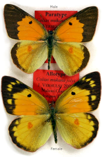 Colias mukana 