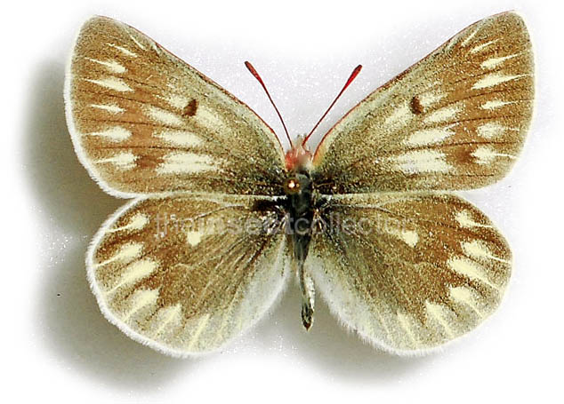 Colias nebulosa