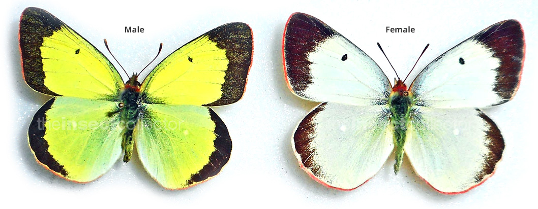 Colias palaeno