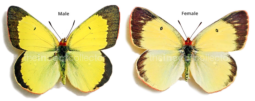 Colias palaeno