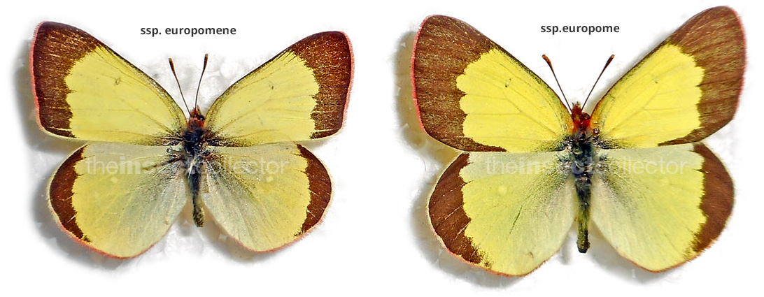 Colias palaeno