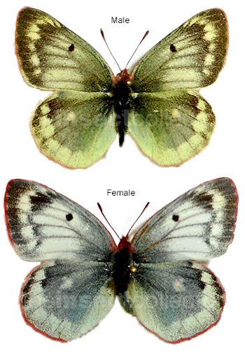 Colias phicomone