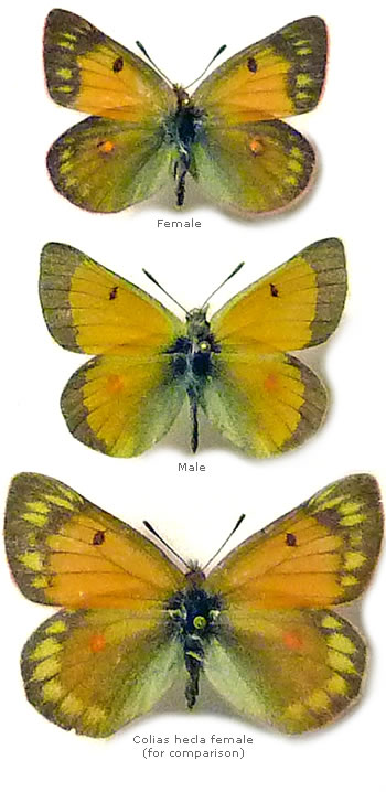 Colias rankinensis, PARATYPS 