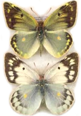 Colias sagartia