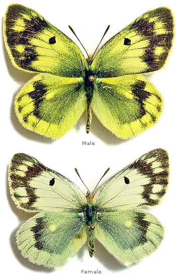 Colias shafuladi