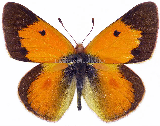 Colias vauthieri