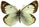 Colias verhulsti 